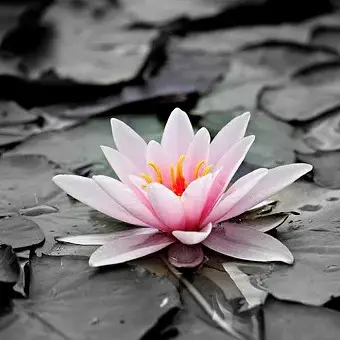 attractive modern stylish dp for whatsapp attractive modern stylish dp for whatsapp